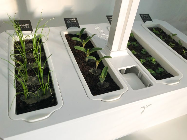 potager veritable garden herbes aromatiques
