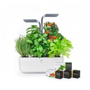 potager veritable garden herbes aromatiques